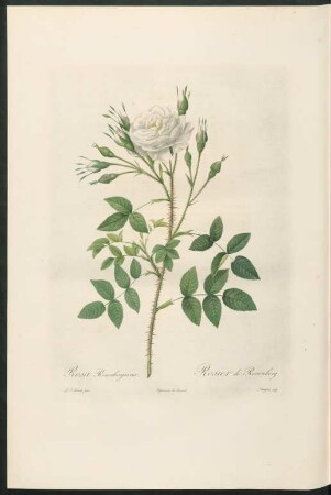 Rosa Rosenbergiana. Rosier de Rosenberg. Langlois sculp.