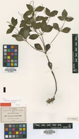 Peperomia subblanda C.DC. [syntype]