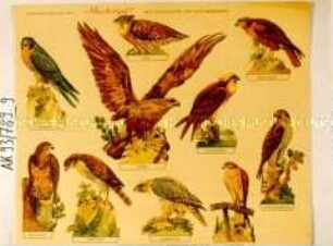Ausschneidebogen "Raubvögel"