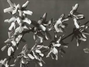 Hänge-Forsythie (Forsythia suspensa). Blütenzweig