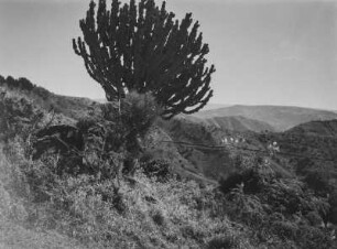 Savannenvegetation : Savannenvegetation im Hochland Südafrikas