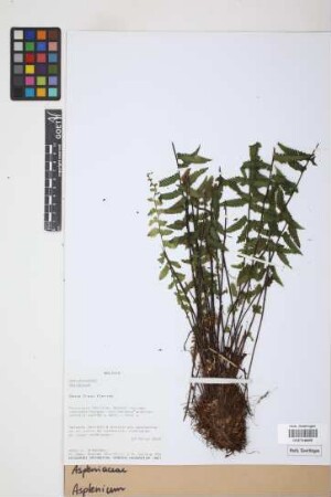Asplenium spec.