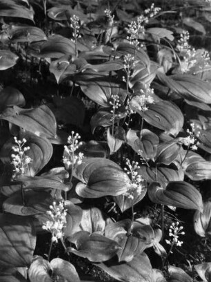 Zweiblättrige Schattenblume (Maianthemum bifolium), auch das Zweiblättrige Schattenblümchen genannt, Pflanzenart aus der Familie der Mäusedorngewächse (Ruscaceae)
