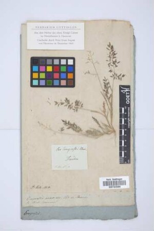 Poa Eragrostis Schrad.