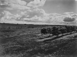 Plantage : Obstbäume auf einer Plantage