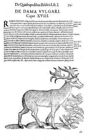 De Dama Vulgari. Caput XVIII.
