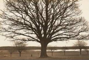 Schönteichen-Rohrbach. Große Eiche (Quercus) am Vorwerk