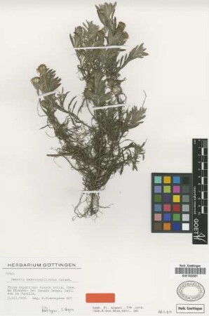 Senecio ceratophylloides Griseb. [syntype]