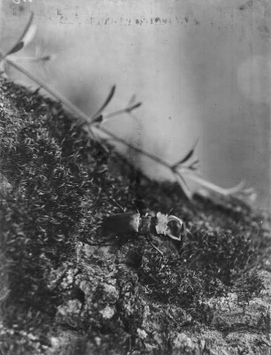 Hirschkäfer : Ein Hirschkäfer (Lucanus cervus Linnaeus) auf Moos.
