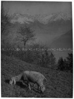 Schaf im Gebirge