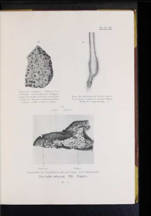 Glandulae sebaceae. Pili. Ungues.