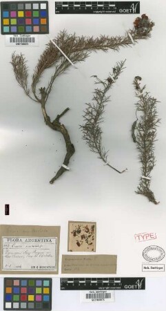 Cassia acanthoclada Griseb. [syntype]