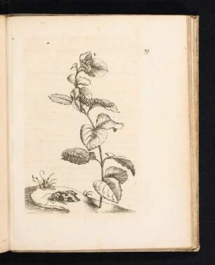 [Tafel] 39