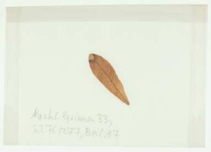 [Beil. 17]