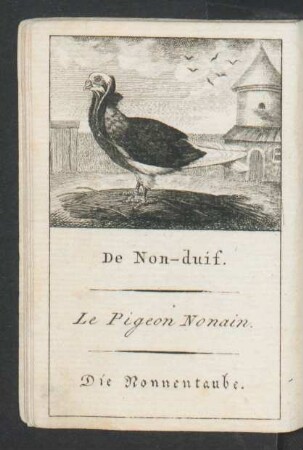 Tafel: De Non-duif. Le Pigeon Nonain. Die Nonnentaube.
