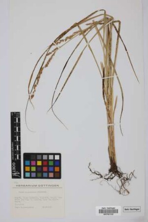 Carex canariensis Kük.