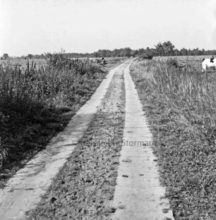 Wirtschaftsweg am Moor: Fahrspuren aus Betonplatten: links und rechts Moorwiesen: links Rind: im Hintergrund Bäume