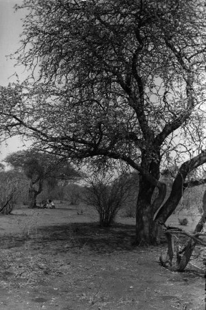Blühender Baum (Nordrhodesien-Aufenthalt 1930-1933 - Betchuanaland: Tuli-Block)