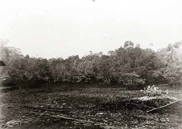 "Mangroves at low tide (Murik)"