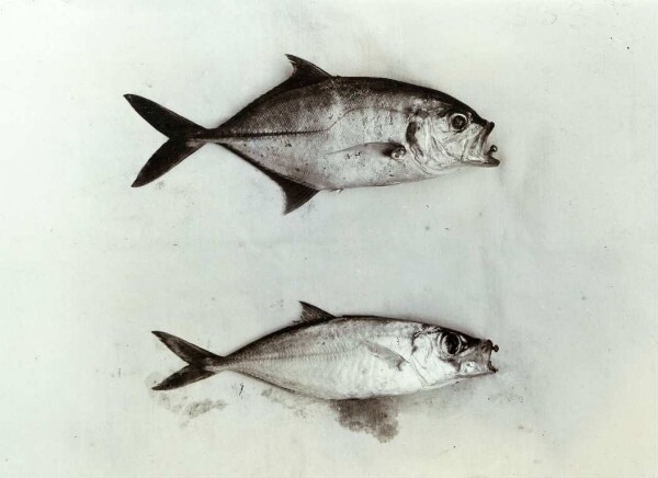 "Two fish from the Lamasong lagoon"