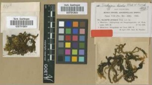 Trachypus appressus M.Fleisch. [syntype]