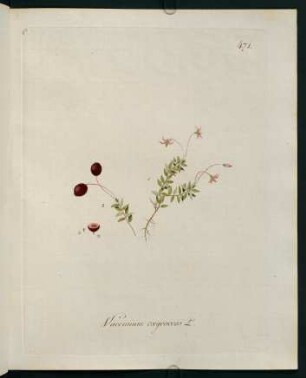 Vaccinium oxycoccos L.