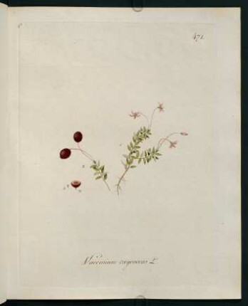 Vaccinium oxycoccos L.