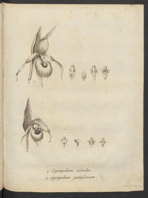 Tab. I. 1. Cypripedium calceolus. 2. Cypripedum parviflorum