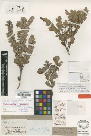 Lyonia myrtilloides Griseb. var. parvifolia Griseb.[holotype]