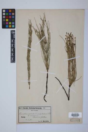 Equisetum palustre L.