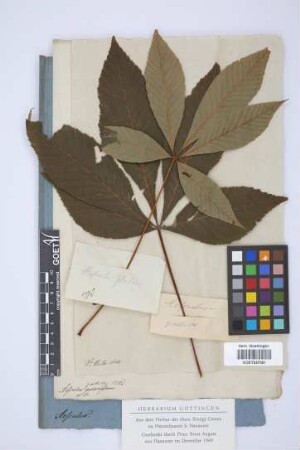 Aesculus pallida Willd.
