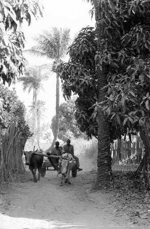 Zwei Männer auf einem Ochsenkarren, Gambia