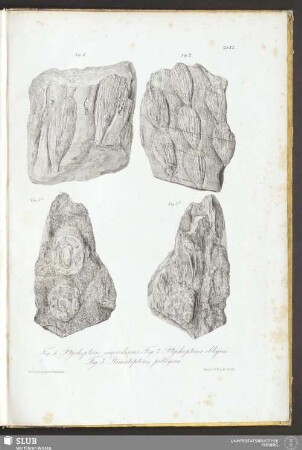 Tab XL. Fig. 1. Ptychopteris macrodiscus. Fig. 2. Ptychopteris obliqua. Fig. 3. Stem[m]atopteris peltigera