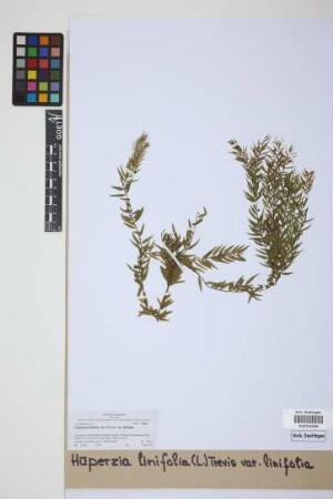 Phlegmariurus linifolius (L.) comb. ined.
