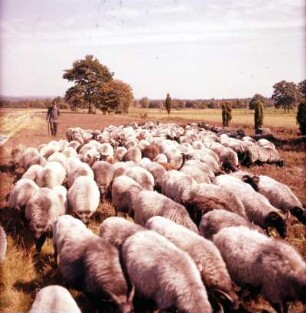 Lüneburger Heide. Heideschafe (Heidschnucken)