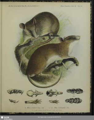 1 Mus callitrichus, Jent.; 2-10 Mus hellwaldi, Jent.; 1-8 nat. Grösse, 9 und 10 circa 7fache nat. Grösse