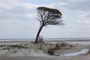 Insel Sardinien - Strand mit einzelnem Baum : Strand an der Ostküste Sardiniens, aufgenommen 2006