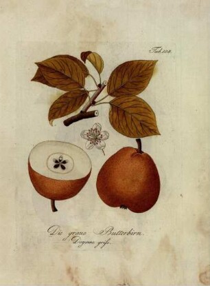 Tab. 108. Die graue Butterbirn [...]