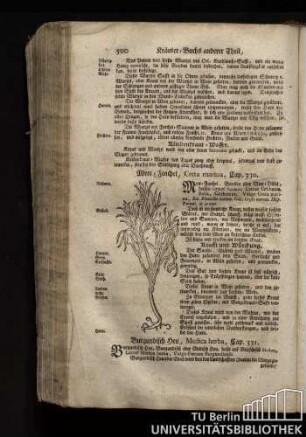 Cap. 330. Meer-Fenchel, Creta marina.