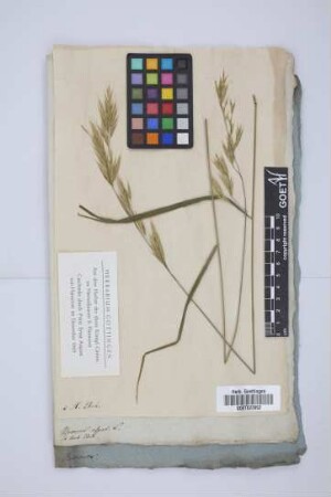 Bromus asper L.