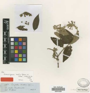 Gonzalagunia mollis Spruce ex K.Schum. [isotype]