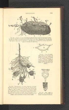 Fig. 164. - Coupe longitudinale á travers...culaires.