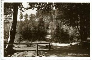 Oberschlema. Waldweg