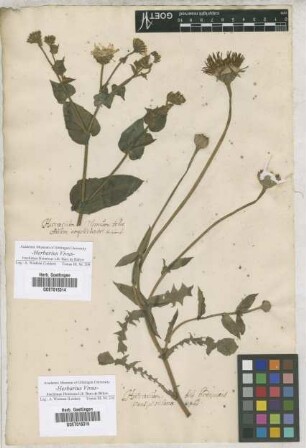 Hieracium