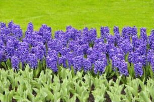 Keukenhof - Hyazinthenbeet