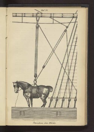 Taf. 74 Übernahme eines Pferdes