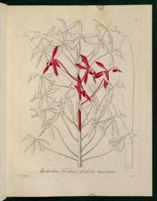 51r-51v, Epidendrum Friderici Guilielmi
