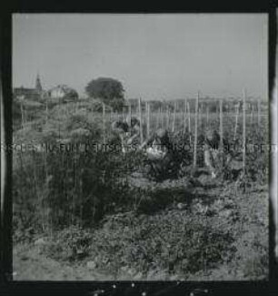Arbeitsmaiden des Reichsarbeitsdienstes beim Ausgeizen von Tomaten