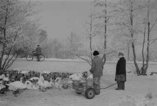 Stralsund. Spaziergänger am zugefrorenen Knieperteich, Schwäne und Enten im fast zugefrorenen Wasser