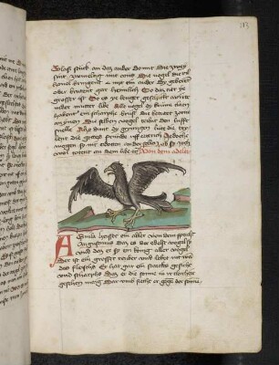 Greifvogel: Adler; (Teil III B: Von den Vögeln)